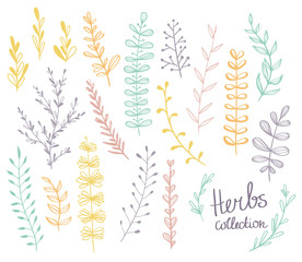 Vector herbs set. Colorful floral collection with leaves. Spring or summer design for invitation, wedding or greeting cards
