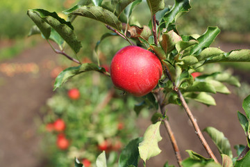 Red Liza apples on apple tree branch
