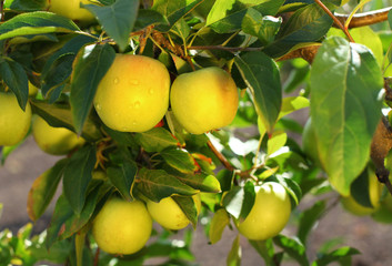 Yellow scythian gold apples on apple tree branch