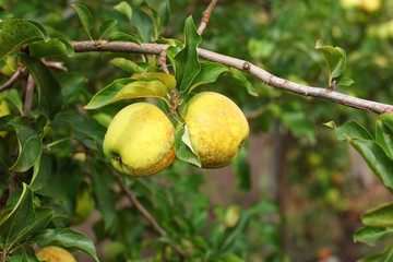 Yellow scythian gold apples on apple tree branch