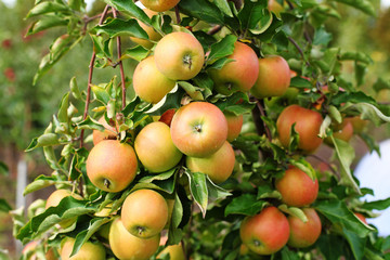 Red jonagold apples on apple tree branch