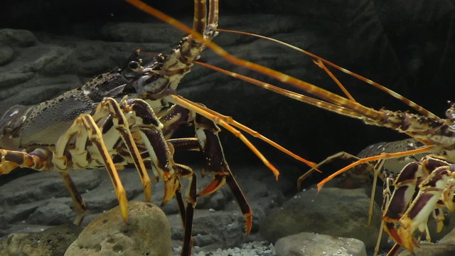 Two lobsters in aquarium fighting. Lobster on the left hits the other with antennae, makes an aggressive pose and starts pushing his competitor