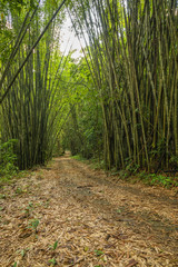 bamboo forest way path