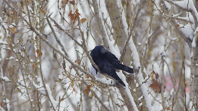 Black crow raven eat snow on tree in snow forest or city 3