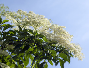 Weisser, Holunder; Haschberg; Holunderbeere; Sambucus, nigra; He