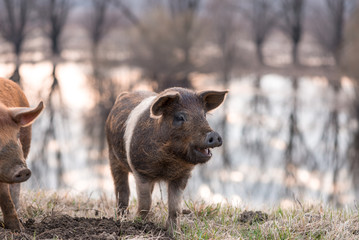 Smiling mangulitsa pig on the field