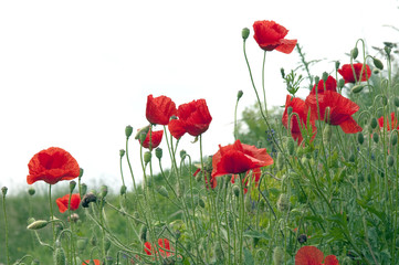 Obraz premium Klatschmohn; Papaver, rhoeas; Ackerpflanzen;