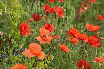 Klatschmohn; Papaver, rhoeas; Ackerpflanzen;