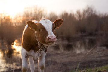 Calf cow standing on the field at sunset