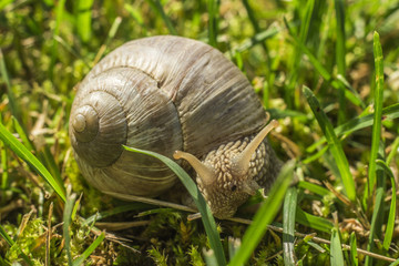 Snail in grass