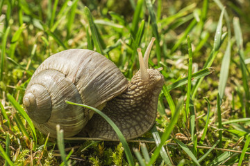 Snail in grass