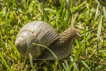 Snail in grass