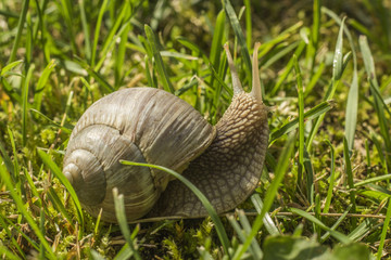 Snail in grass