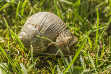 Snail in grass