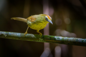 Pin-striped Tit Babbler ( Macronus gularis ) 