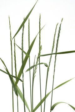 Quecke, Agropyron, repens,
