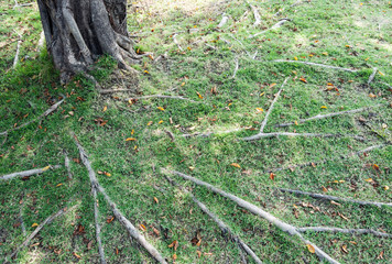 Fototapeta premium Complex root