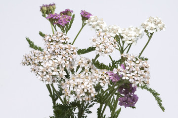 Schafgarbe; Achillea; millefolium;