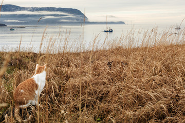 Feline hunts from the Coast © Scenic Newfoundland