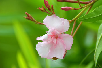 Fiore di oleandro di colore rosa su sfondo verde