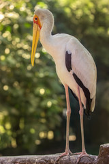 Yellow billed stork in theBird Park