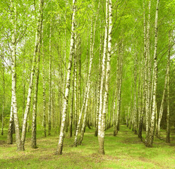 Naklejka premium Birchwood in the spring