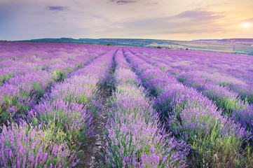 Naklejka na ściany i meble Meadow of lavender on sunset.
