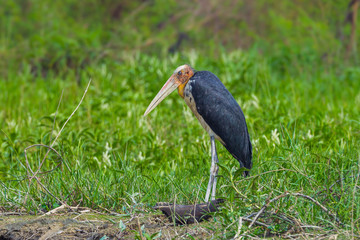 Fototapeta premium Close up of Lesser adjutant stork (Leptoptilos javanicus) 