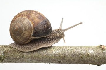 Weinbergschnecke, Helix, pomatia, Schnecke,