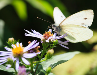 Butterfly and flower in summer nature