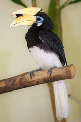Close up of Great hornbill bird