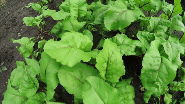 Garden bed beets