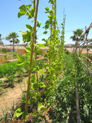 runner beans and tomatoes with canes