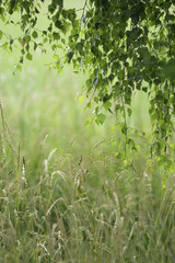 Naklejka premium Wildgräser mit Birkenblätter