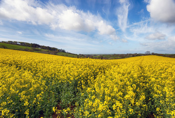 Rapeseed Field Under a Summer Sky