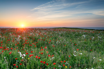 Poppy Meadow at Sunset