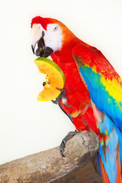 Colorful parrot isolated in white background