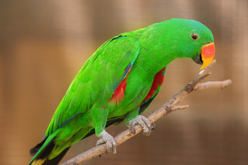 Beautiful Chattering Lory Lorius on a branch