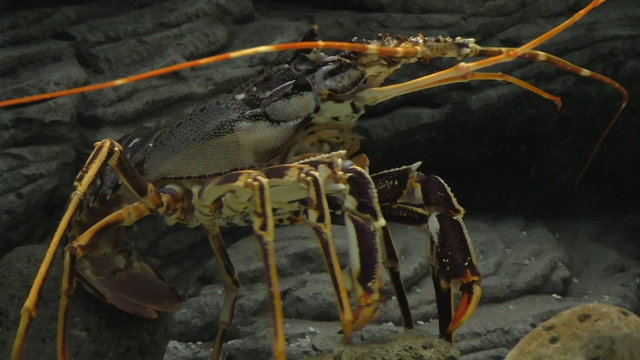 Close up of European lobster in the aquarium moving its legs in a funny way like dancing