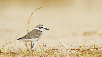 Kentish plover.bird in Pottuvil, Sri Lanka