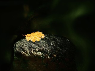 Oak leaf. Detail of rotten old oak leaf on basalt stone in blurred water of mountain river, first autumn leaves.