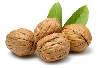 Walnut