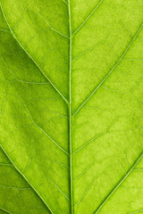 Obraz na płótnie Canvas Green leaf close up
