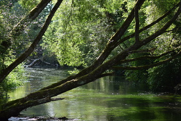 Wildnis