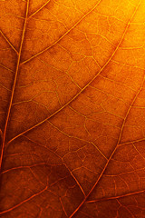 Texture of autumn leaf