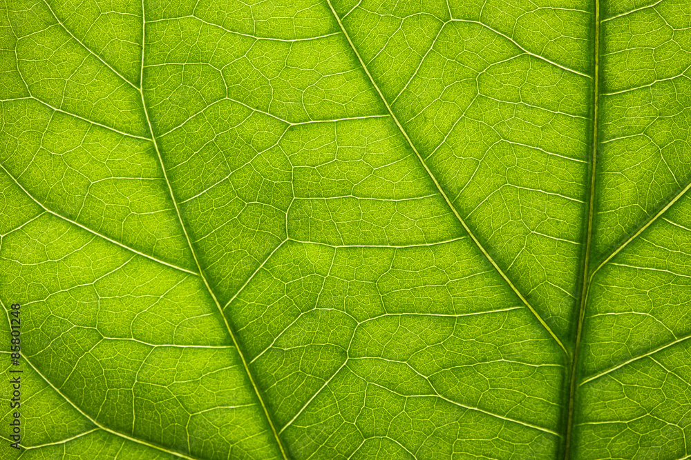 Sticker texture of green leaf