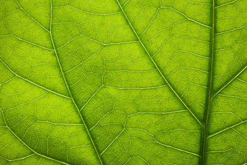 Naklejka na ściany i meble Texture of green leaf