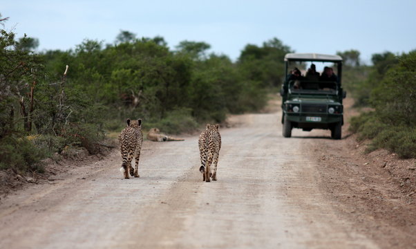 Three cheetah on a game reserve walk towards the tourists in the game viewing vehicle.
