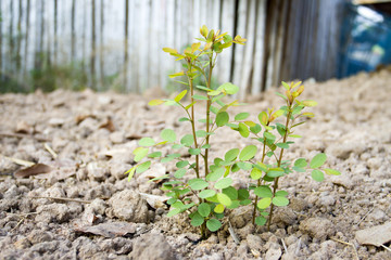 Green sprout growing from seed
