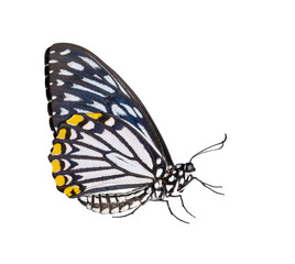 Fototapeta na wymiar Isolated male common mime butterfly